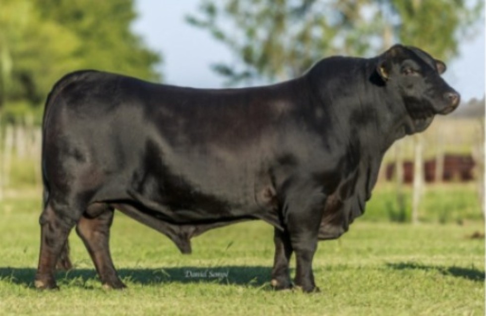 Imagem de YACÚ TORO