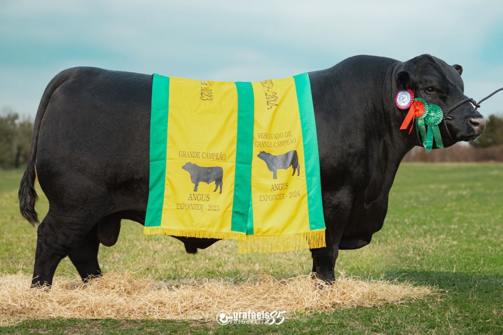 Imagem de TE-16 BORTOLOZZO