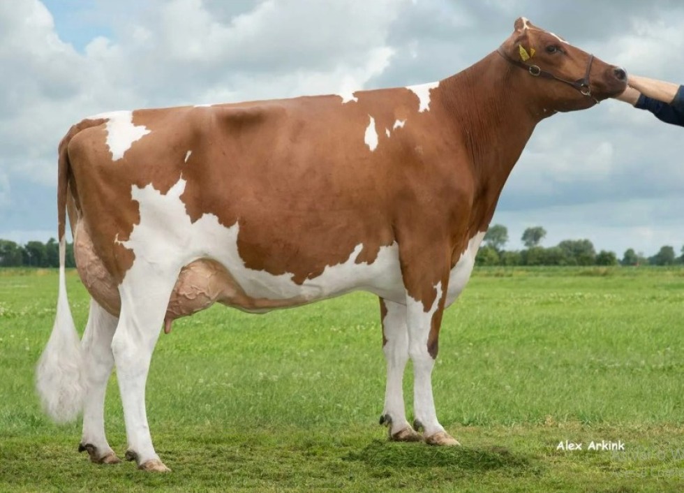 Imagem de HIGH TIDE-PP