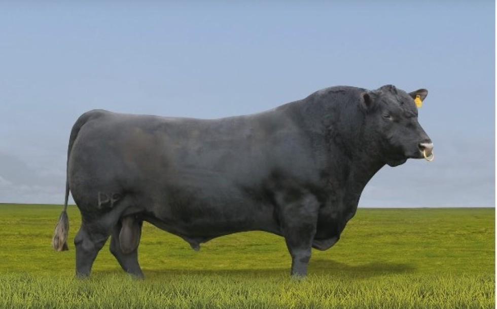 Imagem de JOHNNIE BLACK