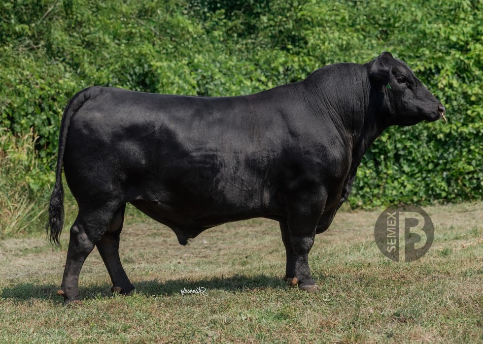 Imagem de SMX SUCCESSOR 247