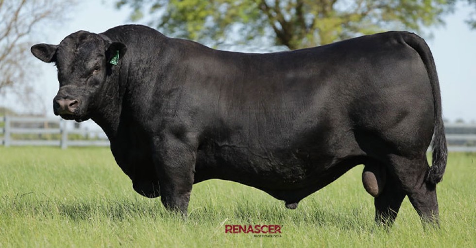 Imagem de XEQUE-MATE