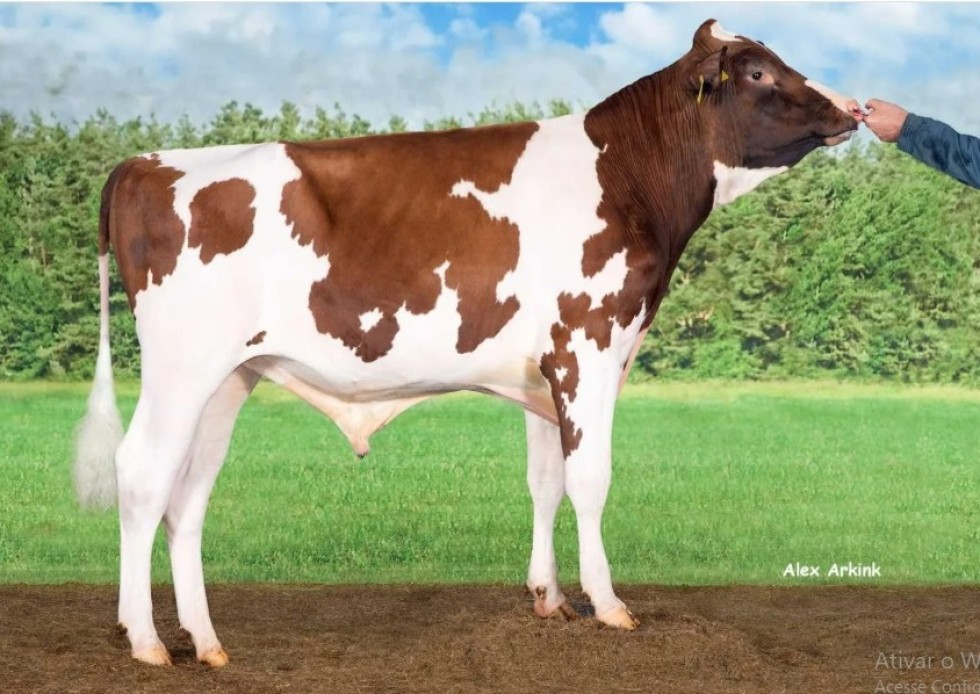 Imagem de HIGH TIDE-PP