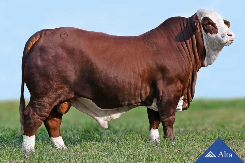 Imagem de Paye 978 Magno TARAGUI