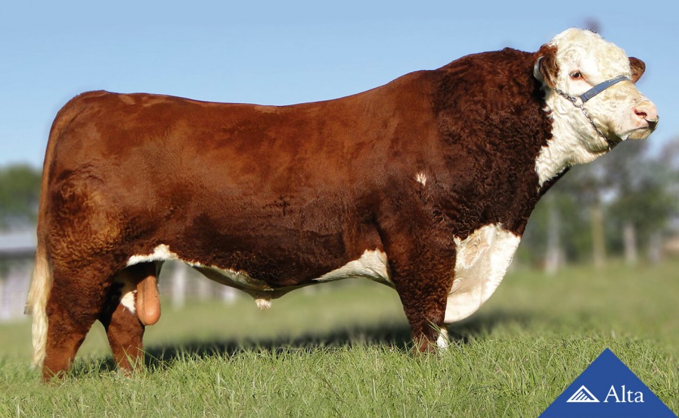 Venda de touros POLLED HEREFORD