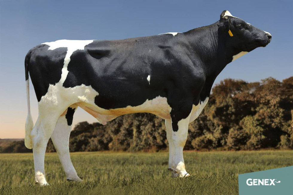 Imagem de LINCOLN (Sexado)