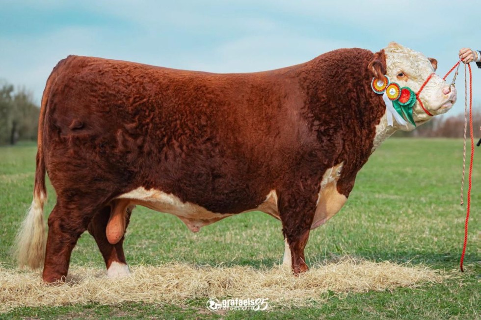 Imagem de RETRUCO TE-34