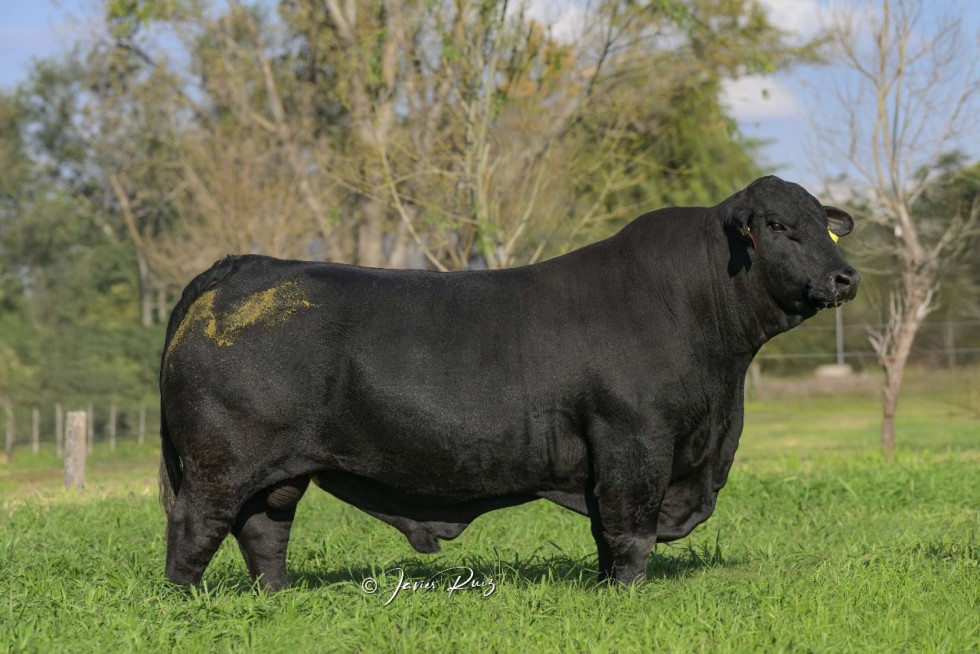 Imagem de COPERO 4X4