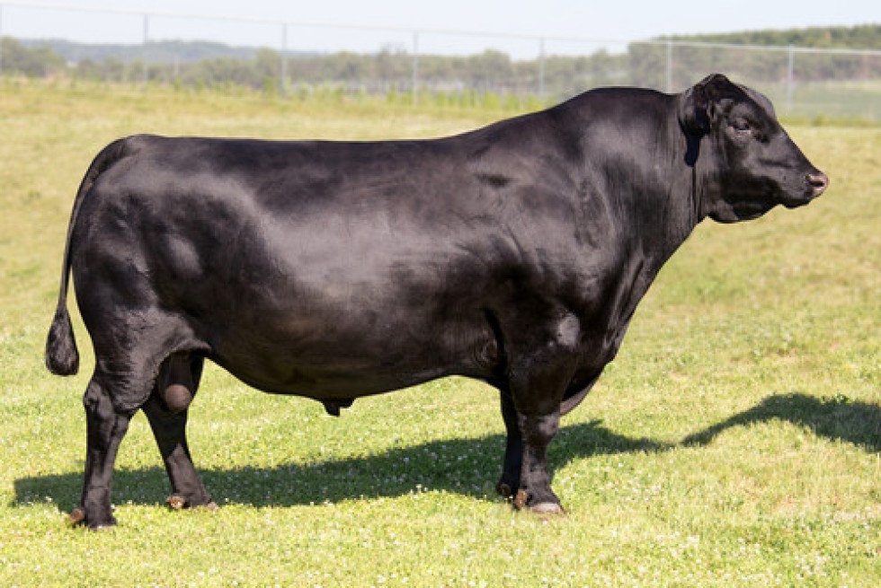 Imagem de WEST COAST