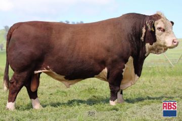 Venda de touros POLLED HEREFORD