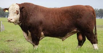 Venda de touros POLLED HEREFORD